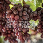 «Uvas: No hay espacio para uvas con problemas de calidad y condición»